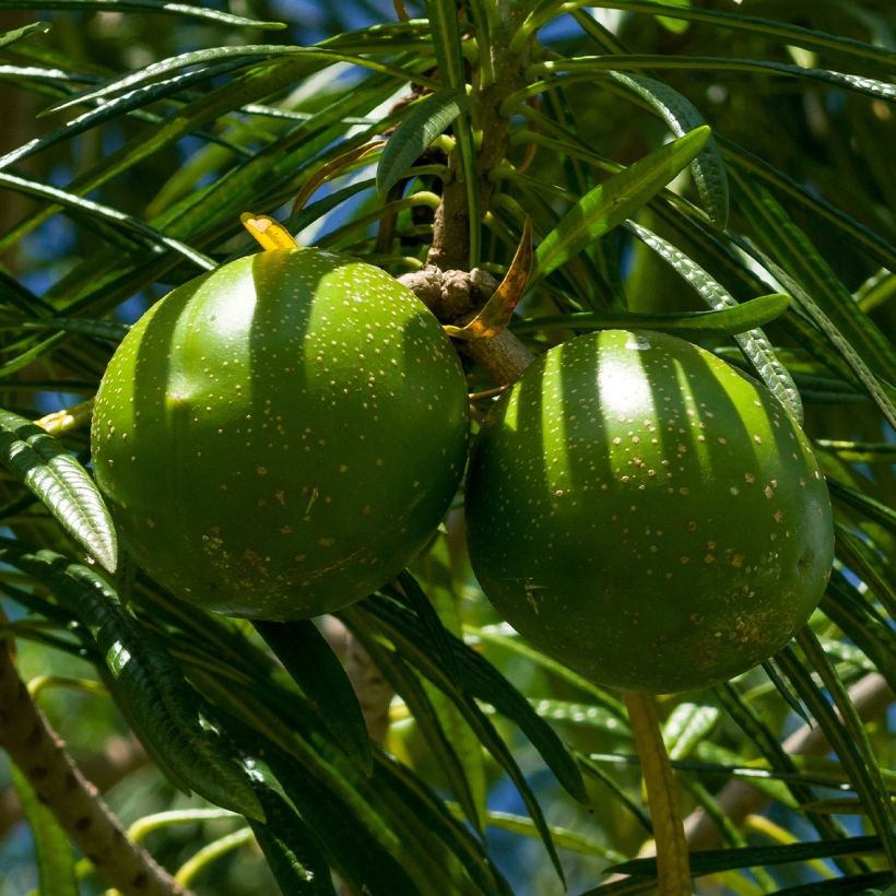 Thevetia peruviana - Gelber Schellenbaum (Ernte)