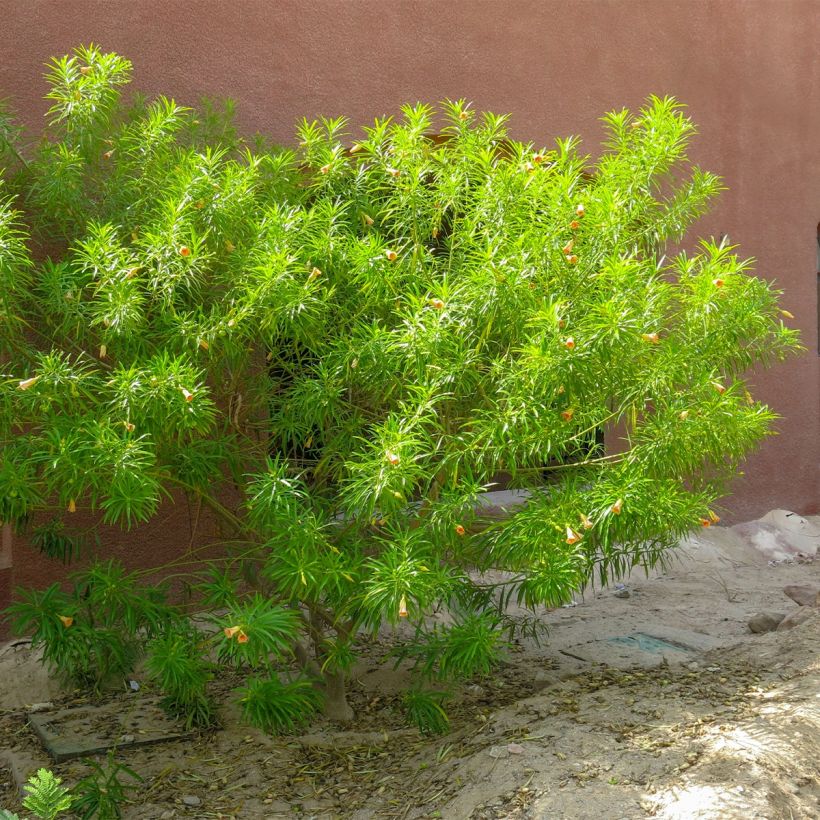 Thevetia peruviana - Gelber Schellenbaum (Hafen)