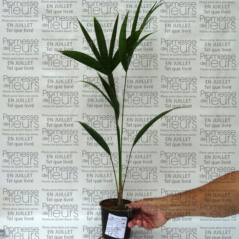 Exemplar von Thrinax parviflora Topf 12 cm / 13 cm wie im Sommer geliefert