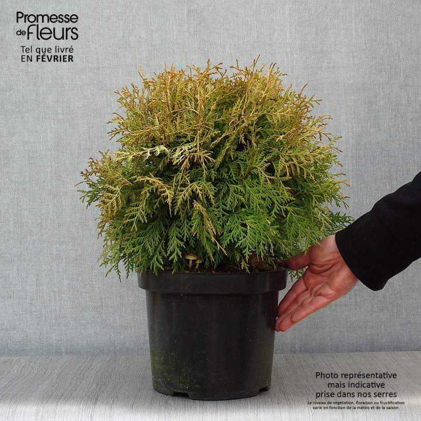 Exemplar von Thuja occidentalis Danica Aurea Topf mit 7,5L/10L wie im Winter geliefert