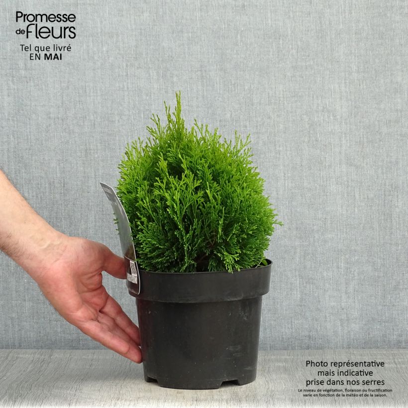 Exemplar von Thuja occidentalis Miky Topf mit 2L/3L wie im Frühjahr geliefert