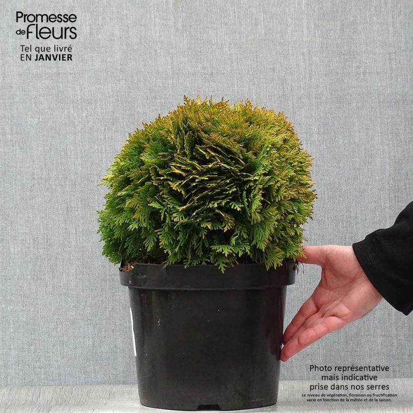Exemplar von Thuja occidentalis Mirjam Topf mit 7,5L/10L wie im Winter geliefert