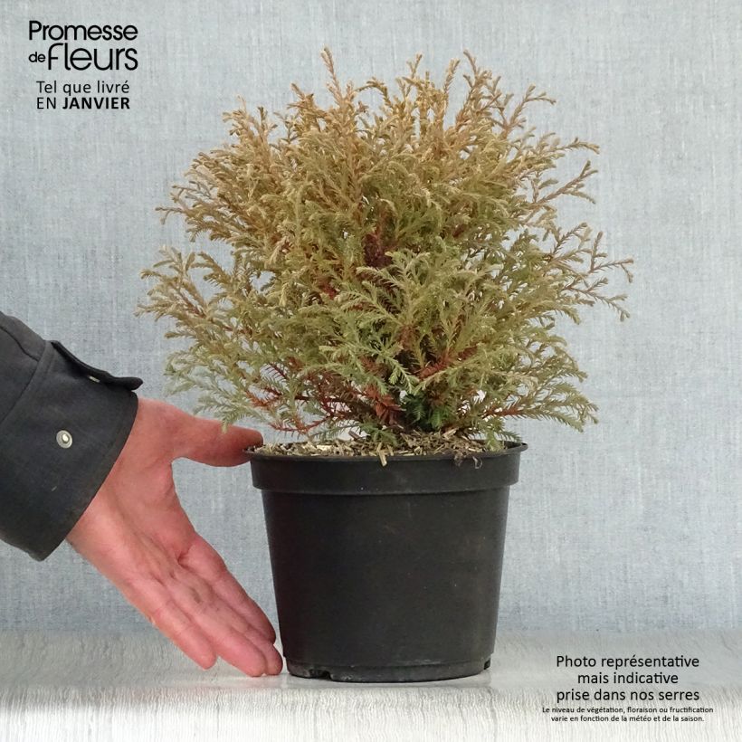 Exemplar von Thuja occidentalis Mr Bowling Ball Topf mit 2L/3L wie im Winter geliefert