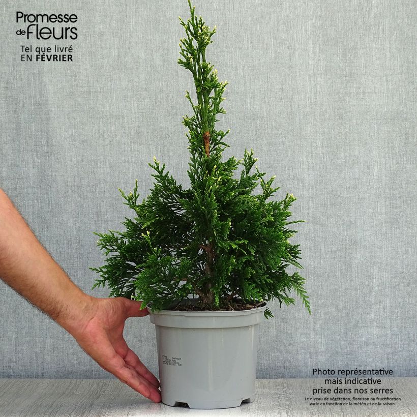 Exemplar von Thuja plicata Can-can Topf mit 2L/3L wie im Herbst geliefert