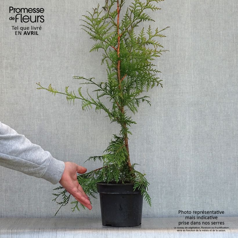 Exemplar von Thuja plicata Excelsa Topf mit 2L/3L wie im Frühjahr geliefert