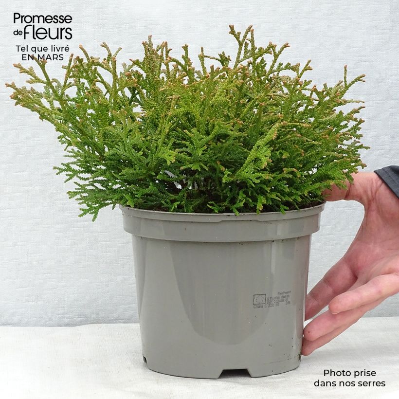 Exemplar von Thujopsis dolobrata Nana Topf mit 2L/3L wie im Winter geliefert