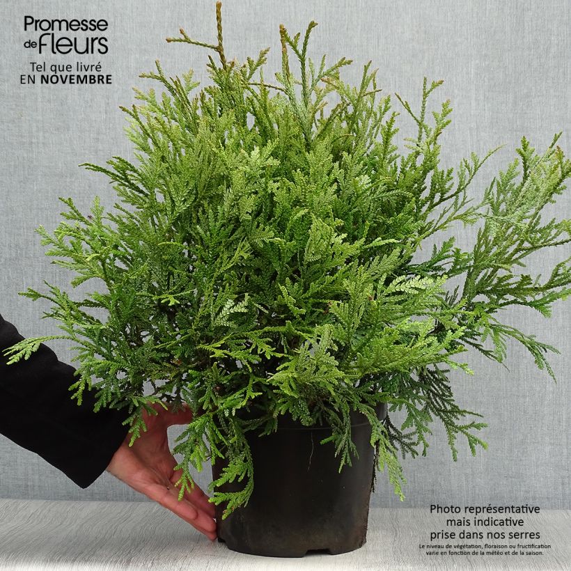 Exemplar von Thujopsis dolobrata Topf mit 4L/5L wie im Herbst geliefert