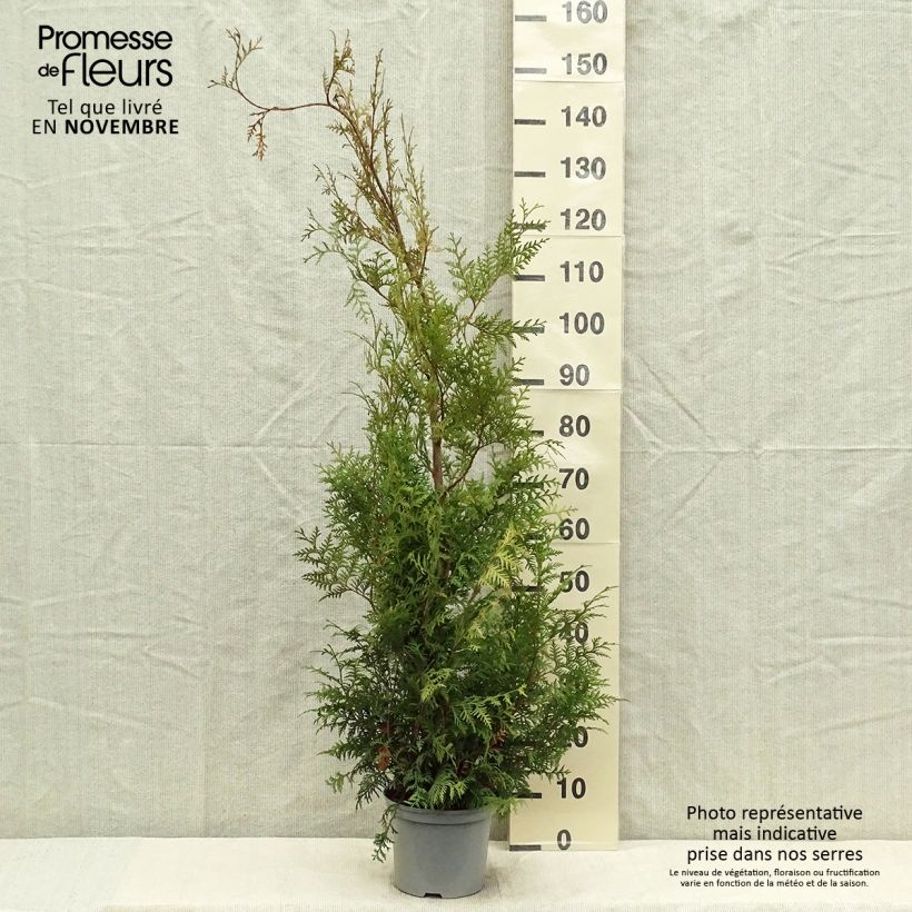 Exemplar von Thuja occidentalis Brabant Topf mit 4L/5L wie im Herbst geliefert