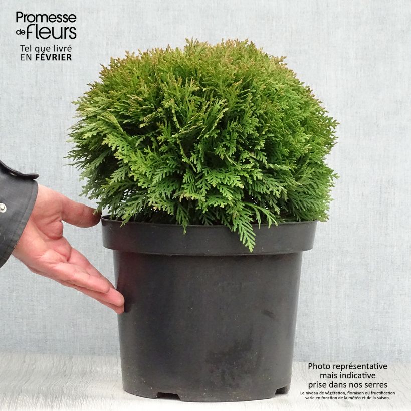 Exemplar von Thuja occidentalis Danica Topf mit 7,5L/10L wie im Winter geliefert