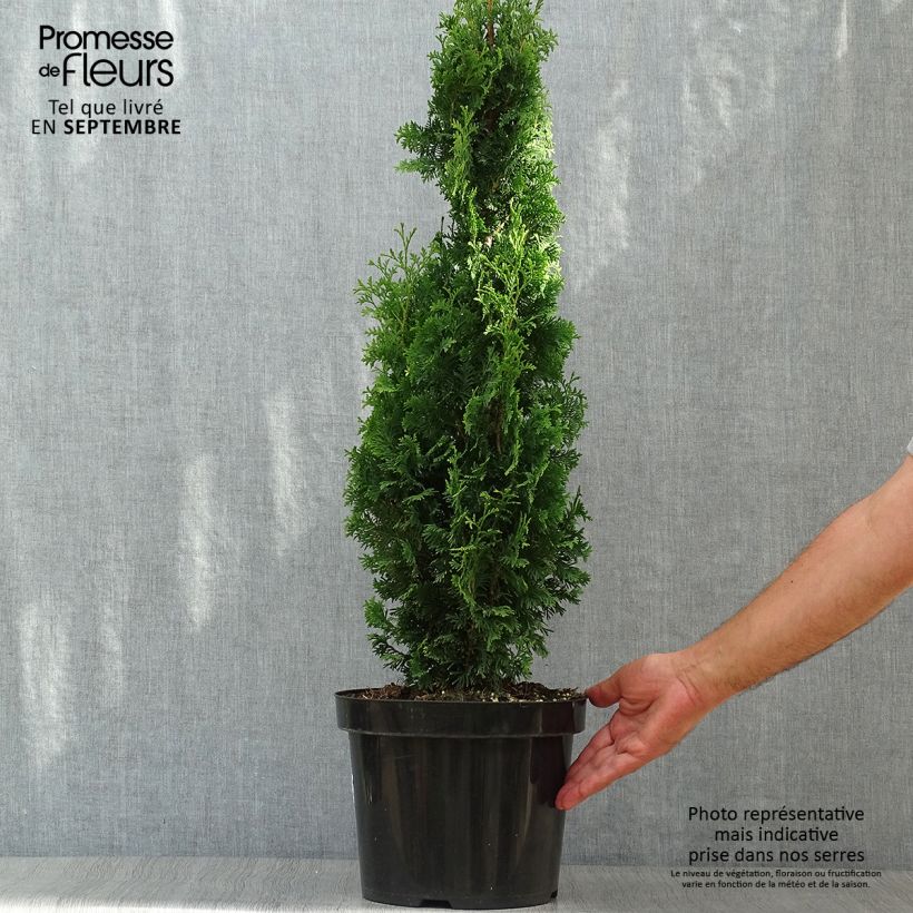 Exemplar von Thuja occidentalis Degroots Spire Topf mit 7,5L/10L wie im Herbst geliefert