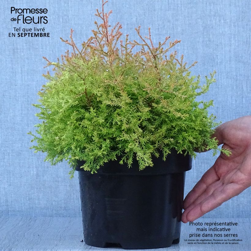 Exemplar von Thuja occidentalis Fire Chief Topf mit 2L/3L wie im Herbst geliefert