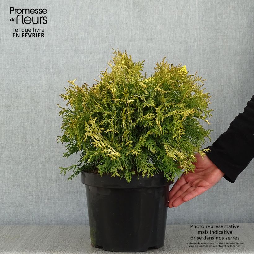 Exemplar von Thuja occidentalis Golden Globe Topf mit 7,5L/10L wie im Winter geliefert