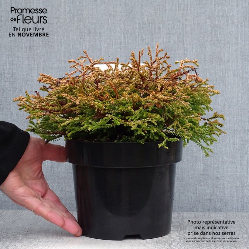 Exemplar von Thuja occidentalis Golden Tuffet Topf mit 2L/3L wie im Herbst geliefert