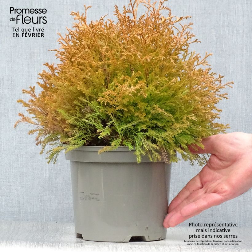 Exemplar von Thuja occidentalis Rheingold Topf mit 2L/3L wie im Winter geliefert