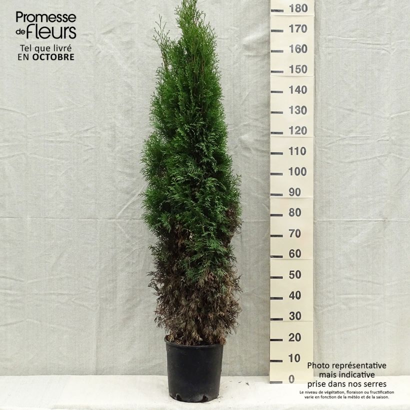 Exemplar von Thuja occidentalis Smaragd Topf mit 7,5L/10L wie im Herbst geliefert