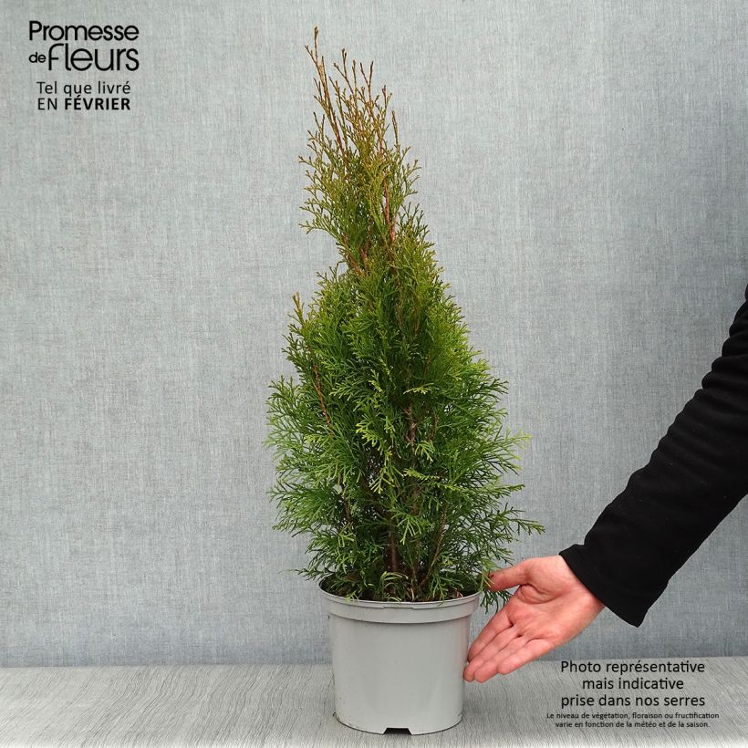 Exemplar von Thuja occidentalis Smaragd Topf mit 3L/4L wie im Winter geliefert