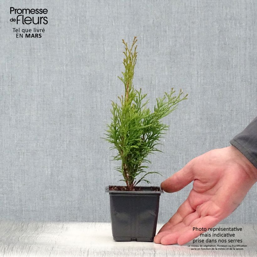Exemplar von Thuja occidentalis Smaragd Kleine Töpfe von 8/9 cm wie im Frühjahr geliefert