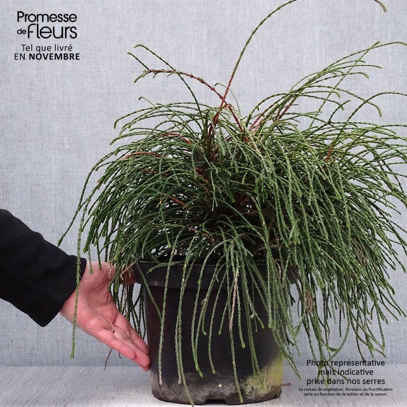Exemplar von Thuja plicata Whipcord Topf mit 7,5L/10L wie im Herbst geliefert