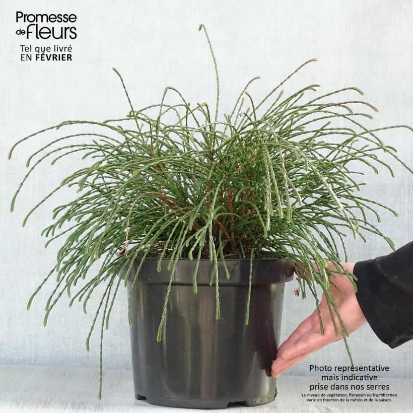 Exemplar von Thuja plicata Whipcord Topf mit 7,5L/10L wie im Winter geliefert