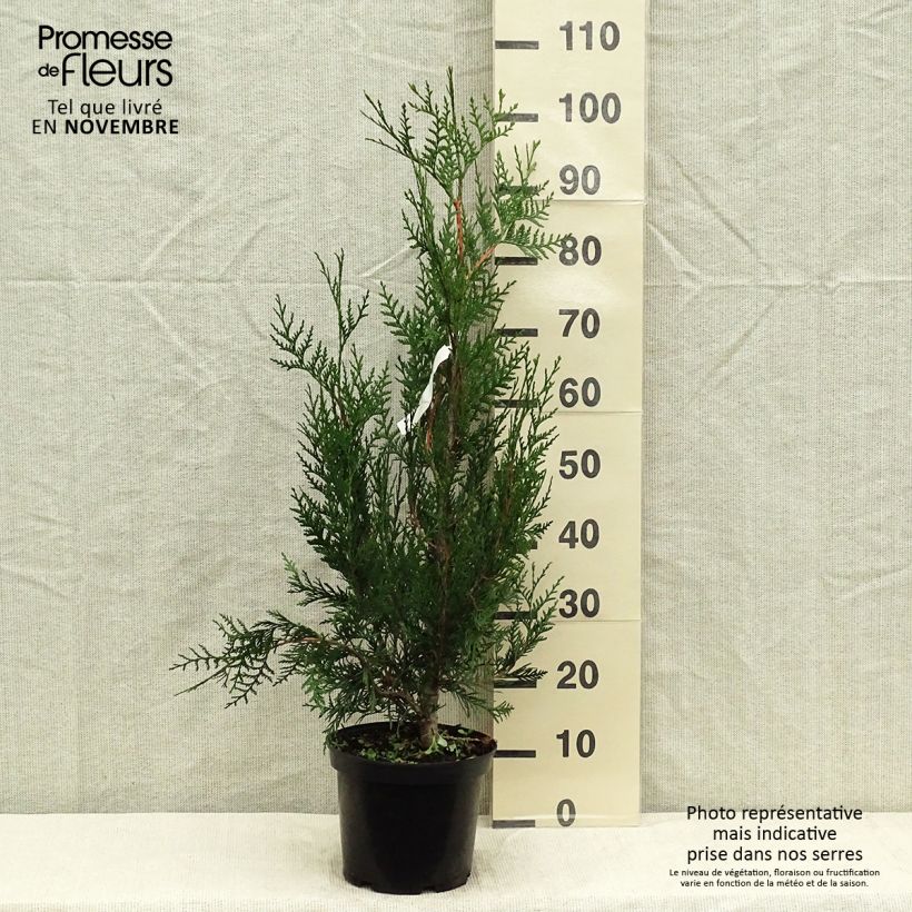 Exemplar von Thuja plicata Atrovirens Topf mit 4L/5L wie im Herbst geliefert
