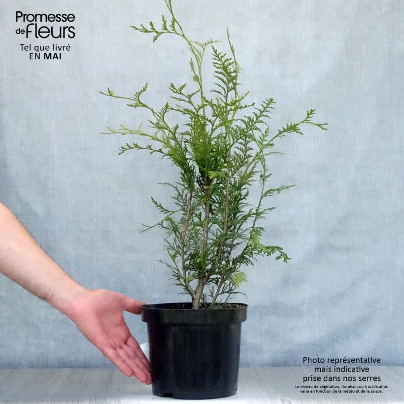 Exemplar von Thuja plicata Atrovirens Topf mit 4L/5L wie im Frühjahr geliefert