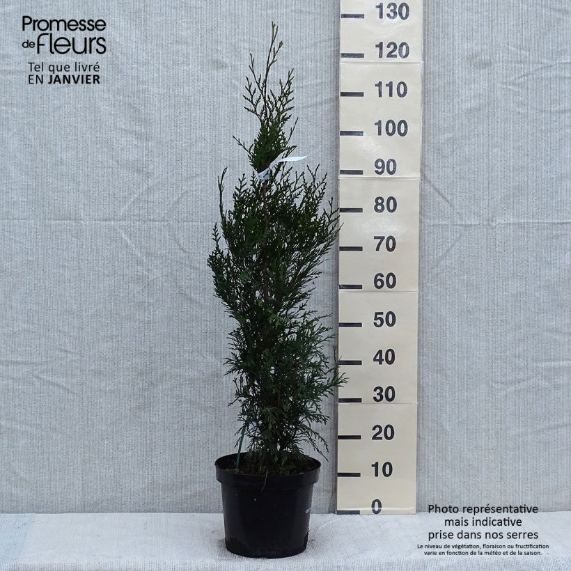 Exemplar von Thuja plicata Atrovirens Topf mit 6L/7L wie im Winter geliefert
