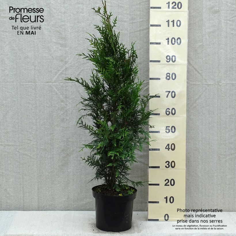 Exemplar von Thuja plicata Atrovirens Topf mit 6L/7L wie im Frühjahr geliefert