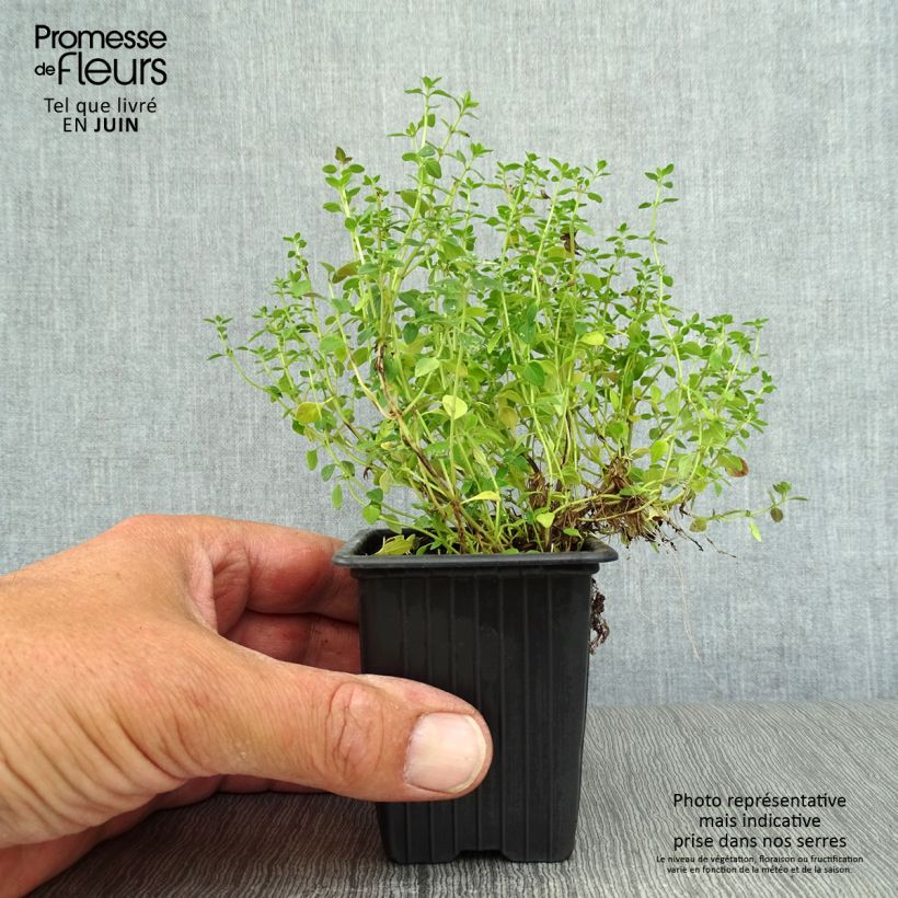 Exemplar von Zitronen-Thymian - Thymus x citriodorus Kleine Töpfe von 8/9 cm wie im Sommer geliefert