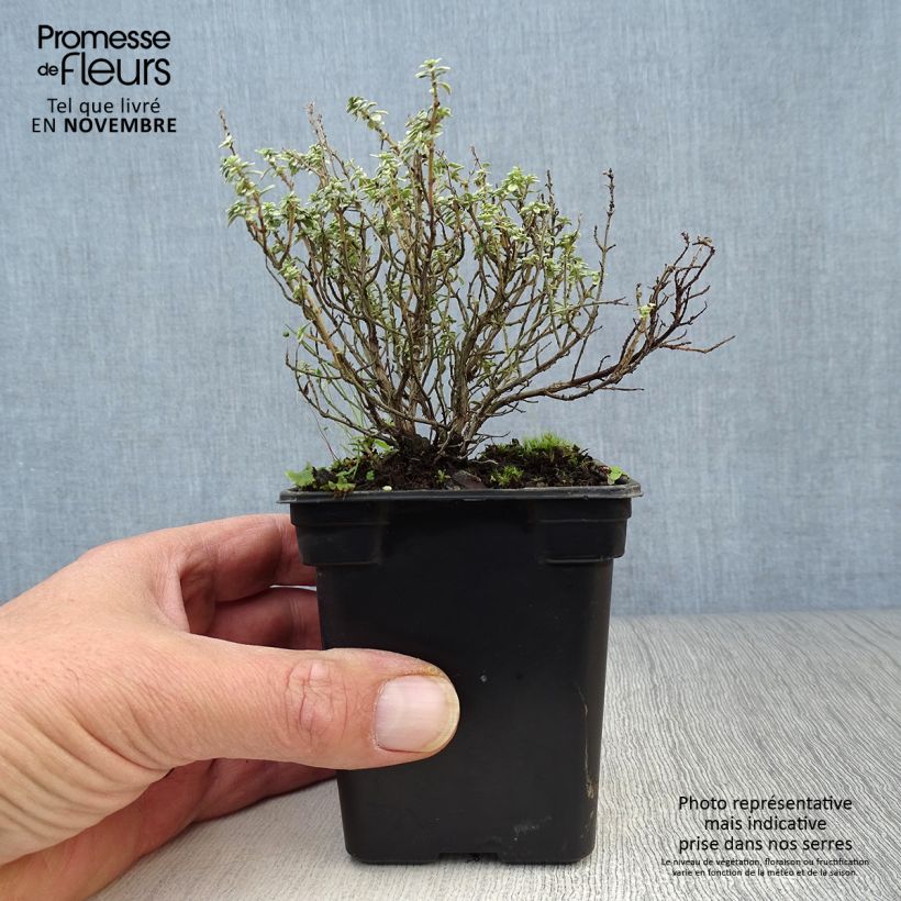 Exemplar von Zitronen-Thymian Silver Edge - Thymus x citriodorus Kleine Töpfe von 7/8 cm wie im Herbst geliefert