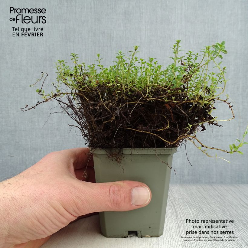 Exemplar von Zitronen-Thymian Aureus - Thymus x citriodorus Kleine Töpfe von 8/9 cm wie im Winter geliefert