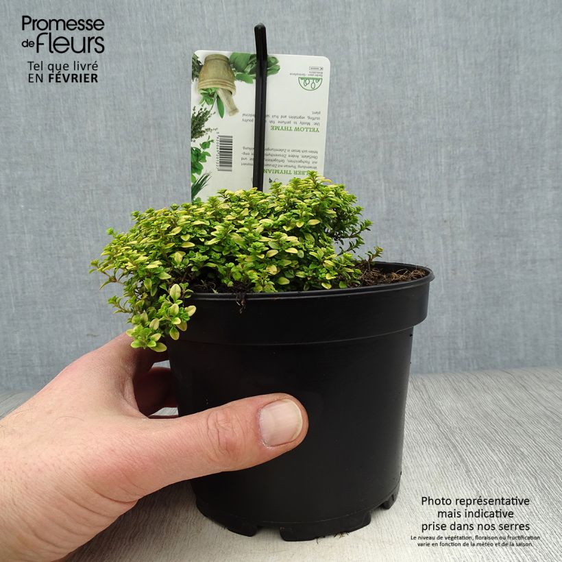 Exemplar von Zitronen-Thymian Aureus - Thymus x citriodorus Topf mit 1,5L/2L wie im Winter geliefert