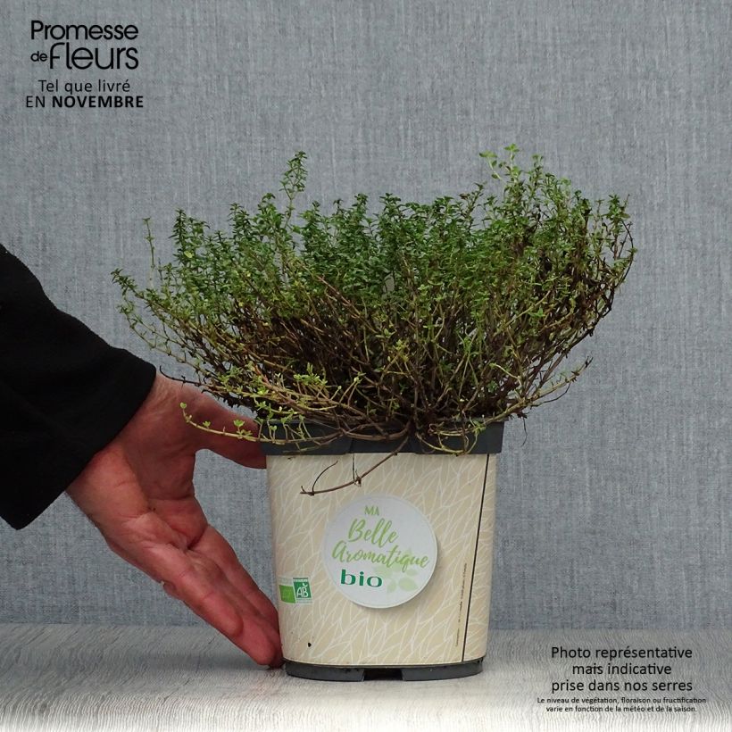 Exemplar von Zitronen-Thymian Bio - Thymus x citriodorus Topf mit 2L/3L wie im Herbst geliefert