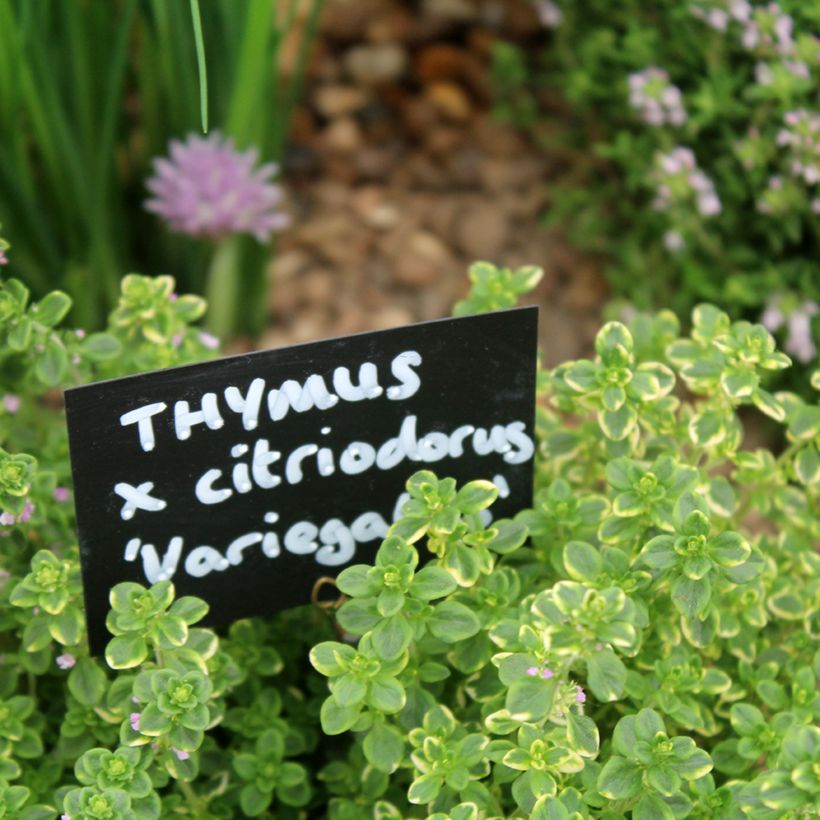 Zitronen-Thymian variegated - Thymus x citriodorus (Laub)
