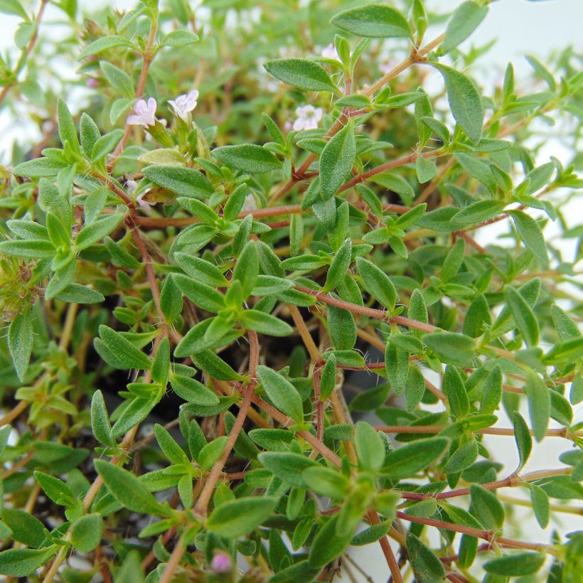 Korsischer Thymian - Thymus herba-barona (Laub)