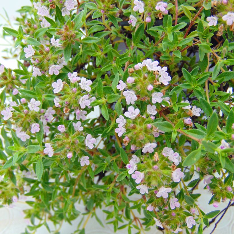 Korsischer Thymian - Thymus herba-barona (Blüte)