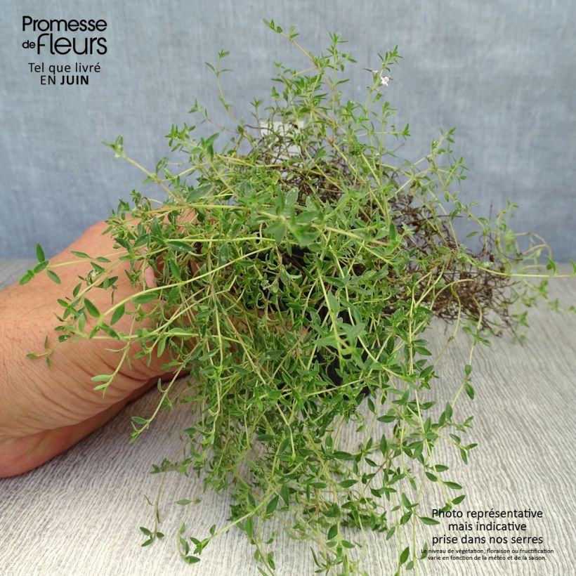 Exemplar von Korsischer Thymian - Thymus herba-barona Kleine Töpfe von 8/9 cm wie im Sommer geliefert