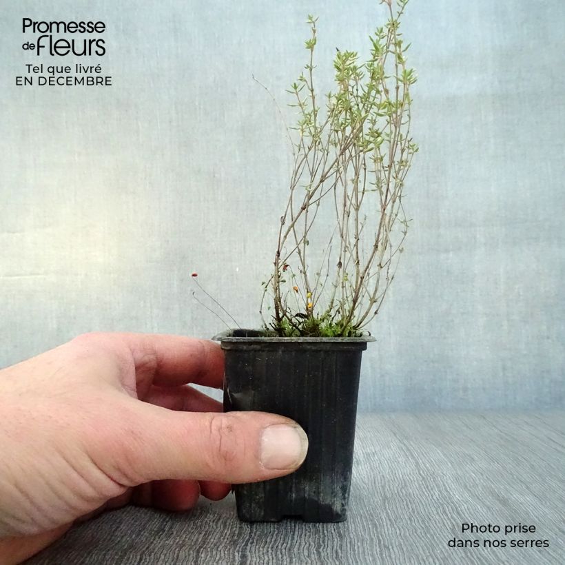 Exemplar von Echter Thymian Kleine Töpfe von 7/8 cm wie im Winter geliefert