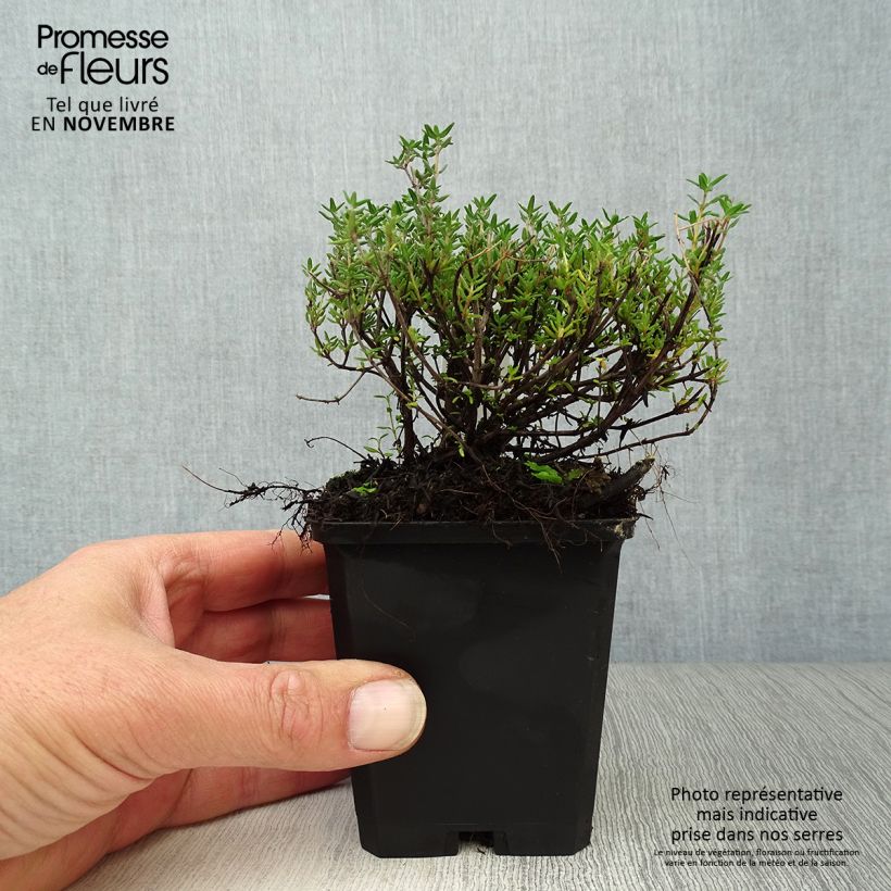 Exemplar von Echter Thymian Compactus - Thymus vulgaris Kleine Töpfe von 8/9 cm wie im Herbst geliefert