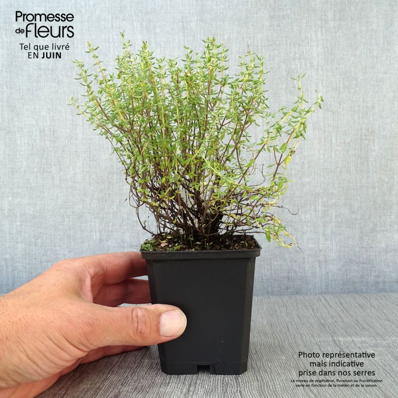 Exemplar von Echter Thymian Compactus - Thymus vulgaris Kleine Töpfe von 8/9 cm wie im Sommer geliefert