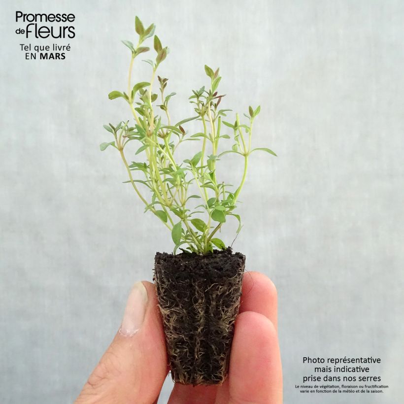 Exemplar von Echter Thymian Hiver - Thymus vulgaris Mini-Plug Ø 3/4 cm wie im Frühjahr geliefert