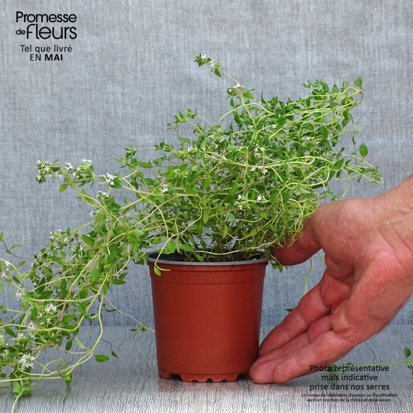 Exemplar von Echter Thymian Hiver - Thymus vulgaris Kleine Töpfe von 8/9 cm wie im Frühjahr geliefert