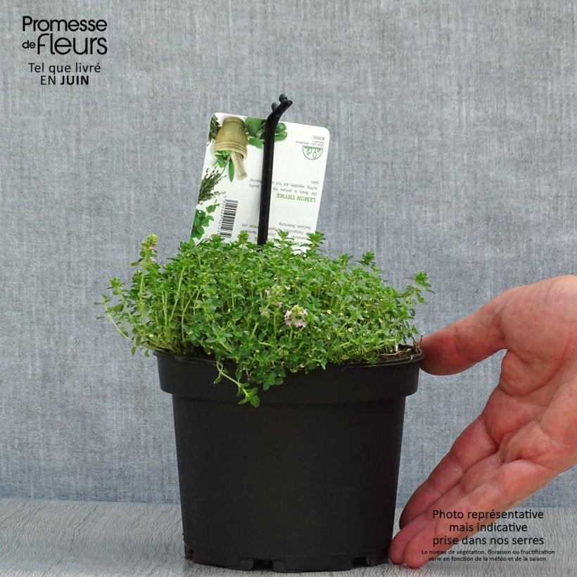Exemplar von Zitronen-Thymian Doone Valley - Thymus x citriodorus Topf mit 1L/1,5L wie im Sommer geliefert