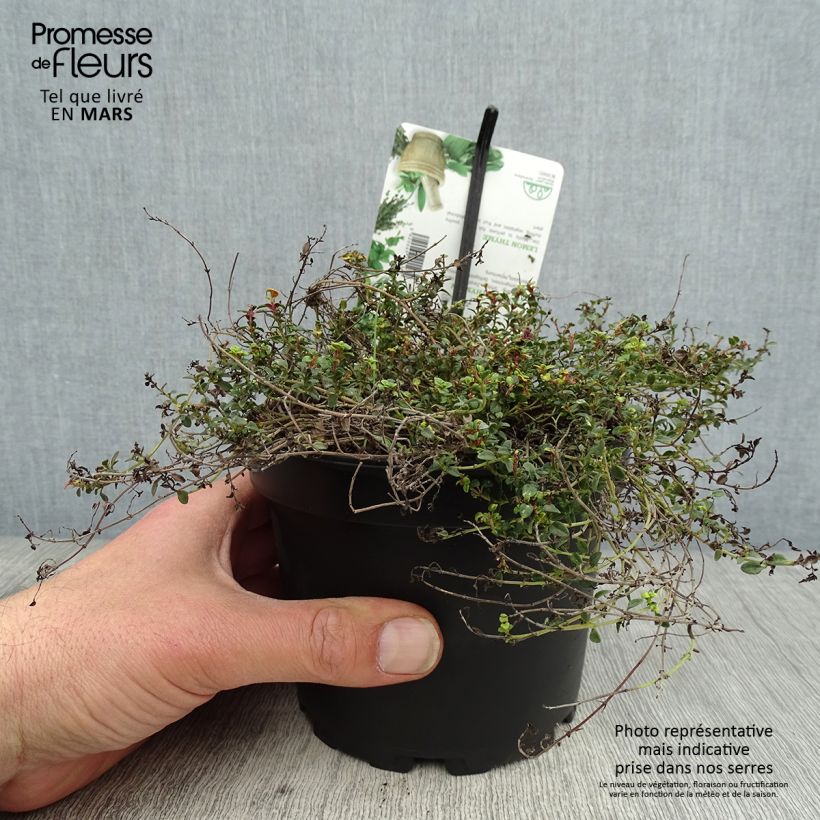 Exemplar von Zitronen-Thymian Doone Valley - Thymus x citriodorus Topf mit 1L/1,5L wie im Frühjahr geliefert