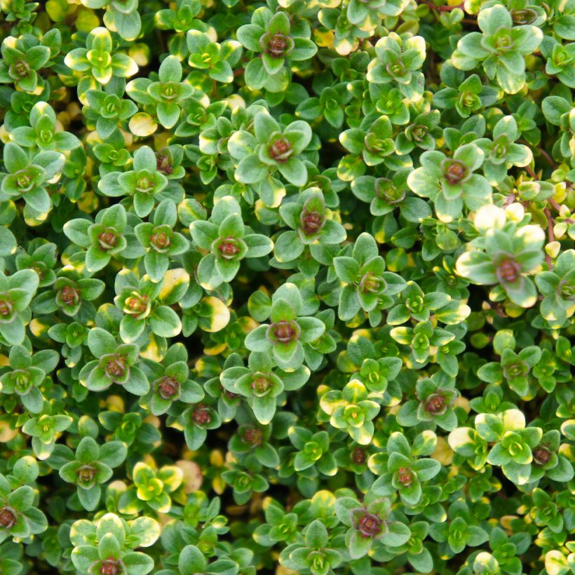 Zitronen-Thymian Doone Valley - Thymus x citriodorus (Laub)