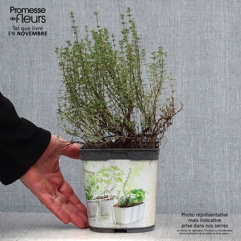 Exemplar von Echter Thymian Bio (Pflanzen) - Thymus officinalis Topf mit 1L/1,5L wie im Herbst geliefert