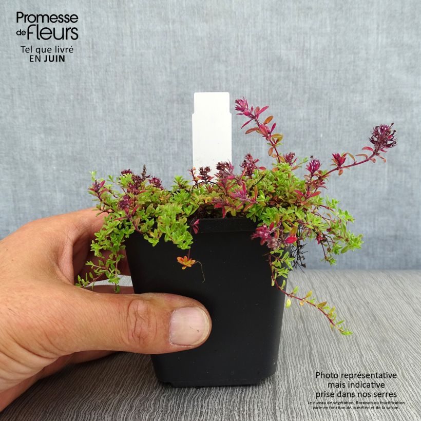 Exemplar von Frühblühender Thymian Coccineus - Thymus praecox Kleine Töpfe von 8/9 cm wie im Sommer geliefert