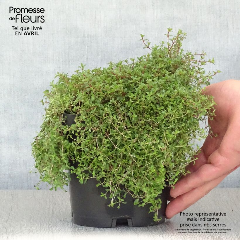 Exemplar von Frühblühender Thymian Coccineus - Thymus praecox Topf mit 2L/3L wie im Frühjahr geliefert