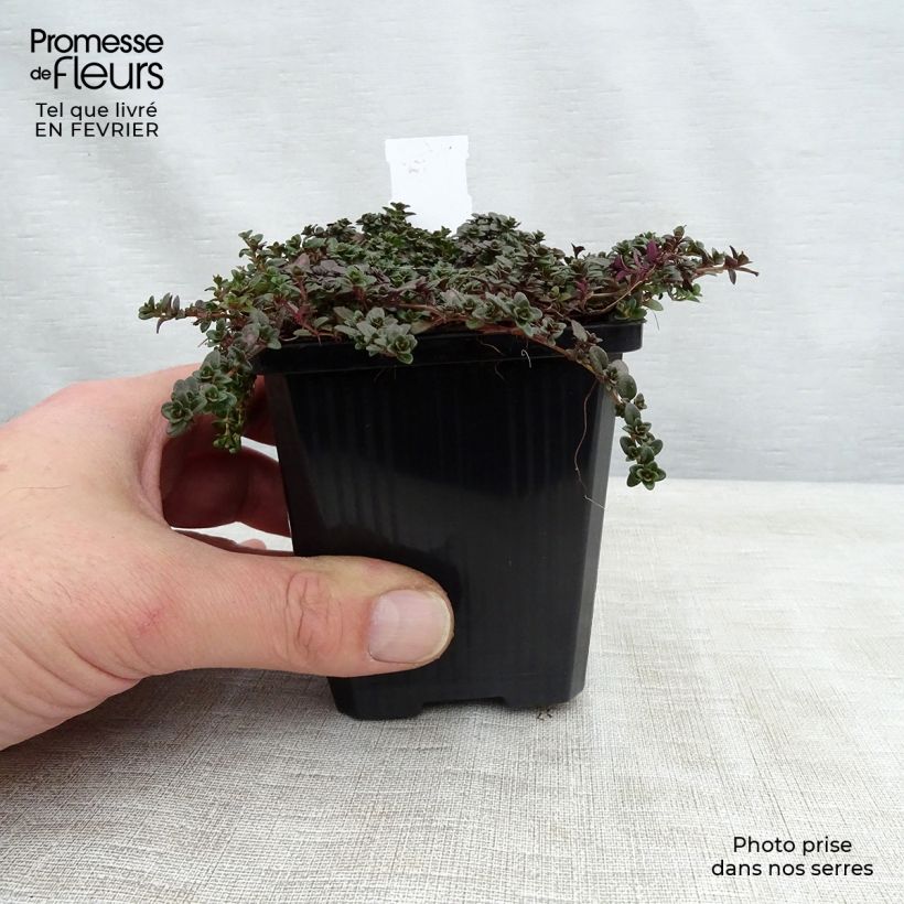 Exemplar von Frühblühender Thymian Purple Beauty - Thymus praecox Kleine Töpfe von 8/9 cm wie im Winter geliefert