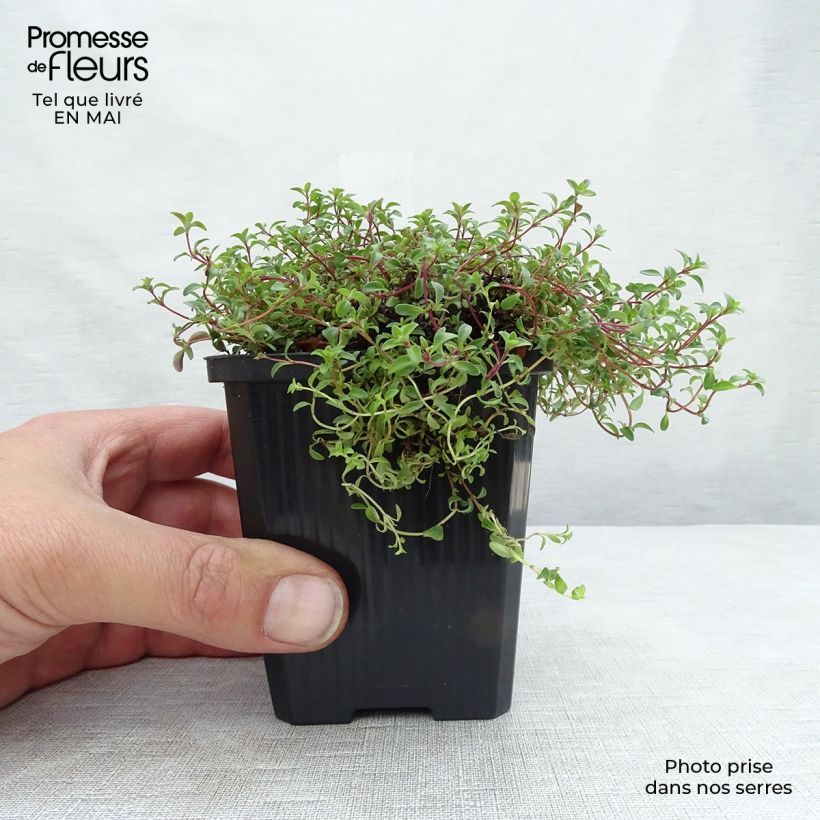 Exemplar von Frühblühender Thymian Purple Beauty - Thymus praecox Kleine Töpfe von 8/9 cm wie im Frühjahr geliefert