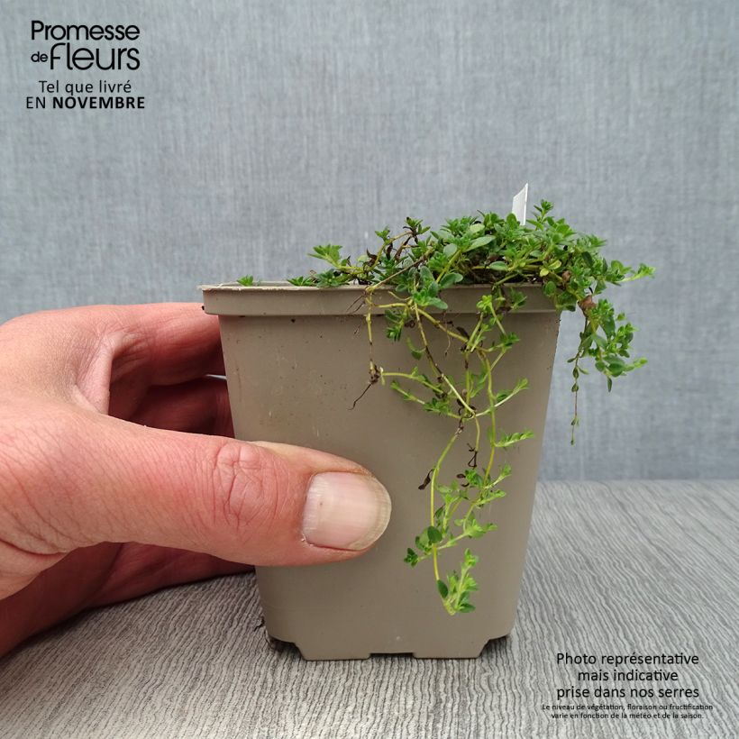 Exemplar von Frühblühender Thymian Albiflorus - Thymus praecox Kleine Töpfe von 8/9 cm wie im Herbst geliefert